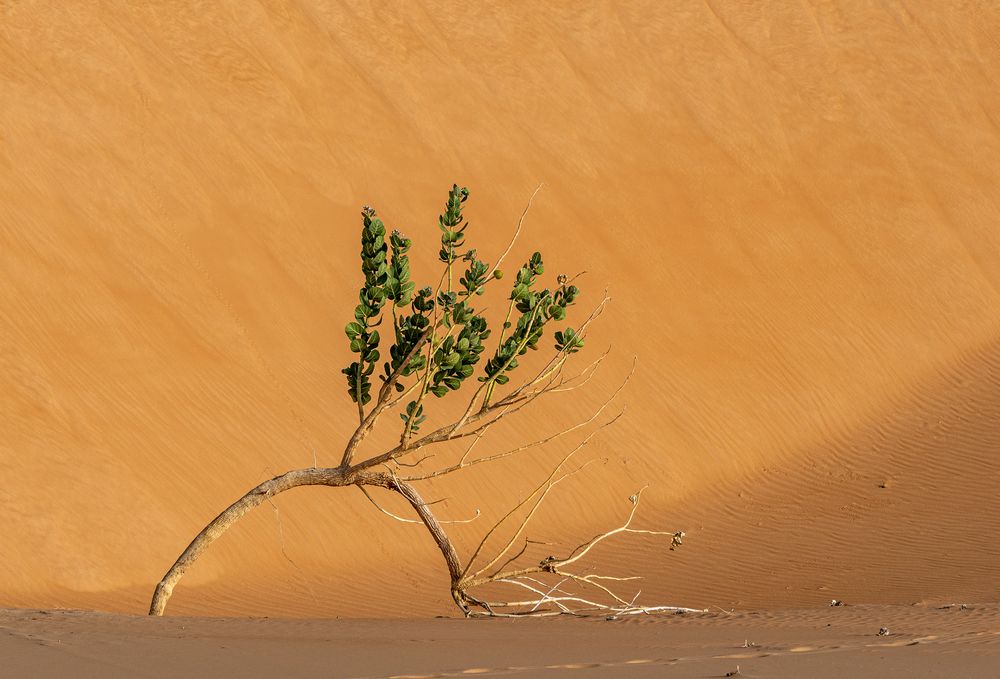 Grünes im Sand