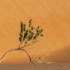 Grünes im Sand