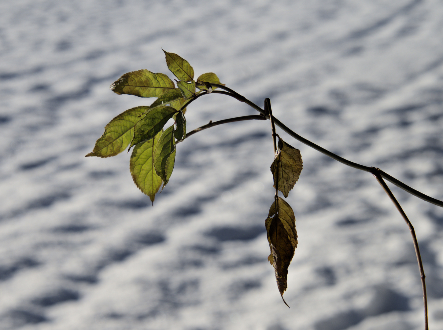 Grünes im Winter