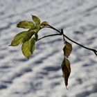 Grünes im Winter