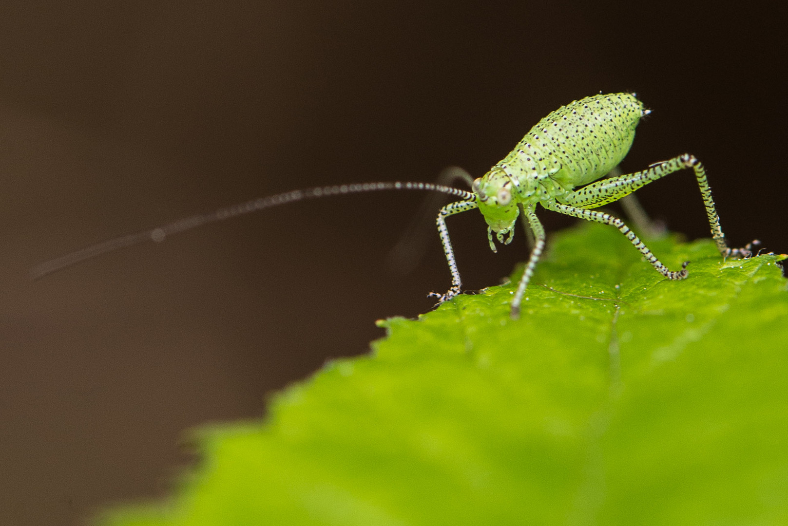 grünes Insekt Foto & Bild tiere, natur Bilder auf