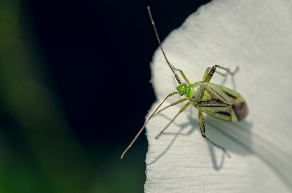 Grünes Insekt Foto & Bild tiere, tierdetails, makro Bilder auf Grünes Insekt Foto & Bild tiere, tierdetails, makro Bilder auf