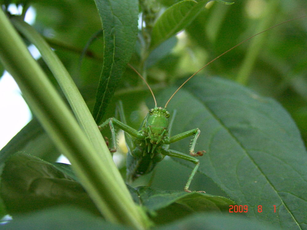 Grünes kleines Monster