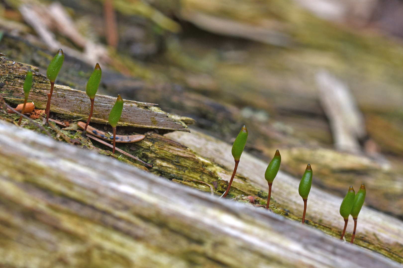 Grünes Koboldmoos (Buxbaumia viridis)