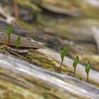 Grünes Koboldmoos (Buxbaumia viridis)