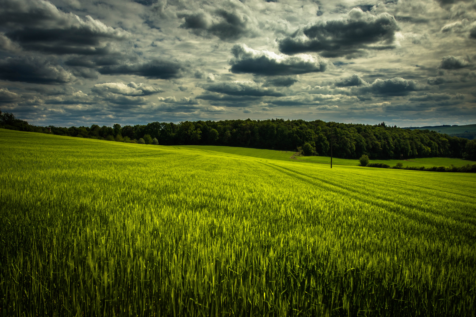 Grünes Kornfeld