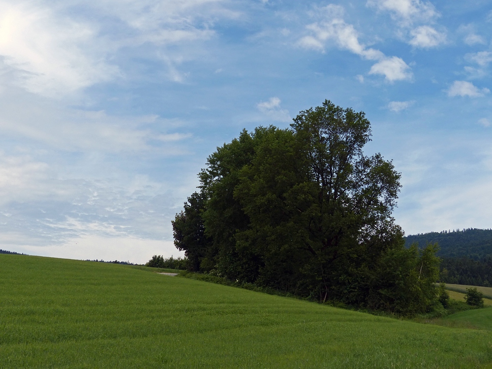 Grünes Land