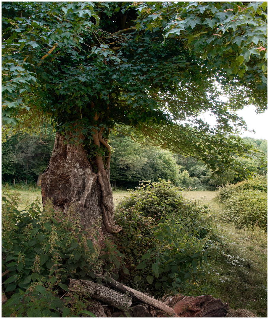 Grünes Land der Normandie