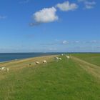 Grünes Land und blaues Meer - das ist Föhr.