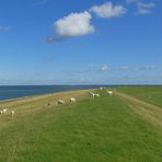 Grünes Land und blaues Meer - das ist Föhr.