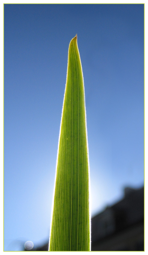 Grünes Leuchte - Blatt