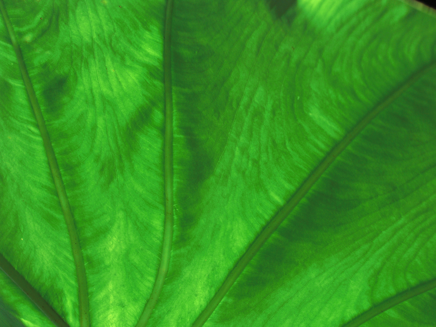 Grünes Leuchten Foto & Bild grün, struktur, blatt Bilder auf