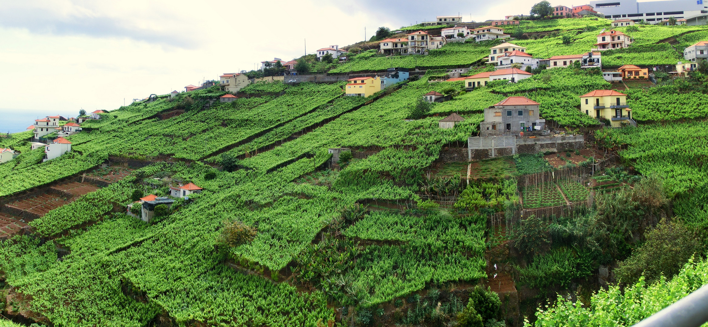 Grünes Madeira