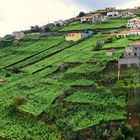 Grünes Madeira