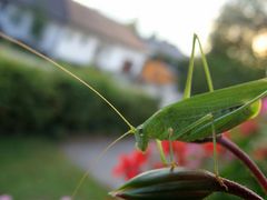 Grünes Männchen