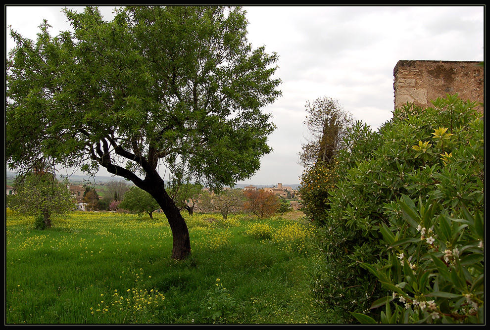 Grünes Mallorca...