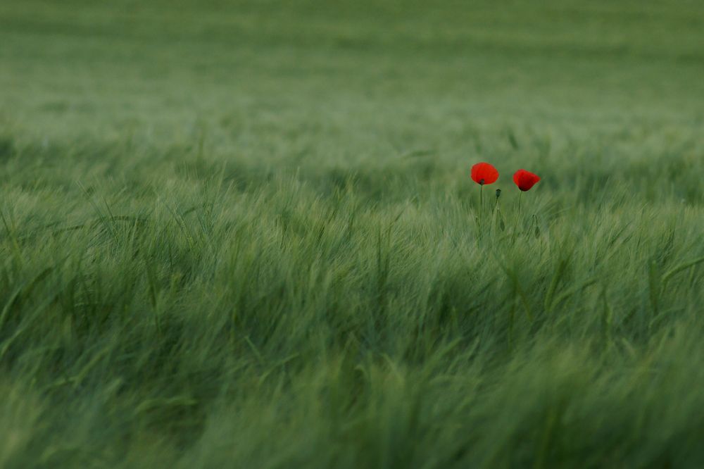 Grünes Meer