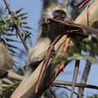 Grünes Meerkatzen-Kind am Straßenrand in Nairobi