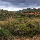 Grünes Menorca