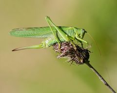 Grünes Monster