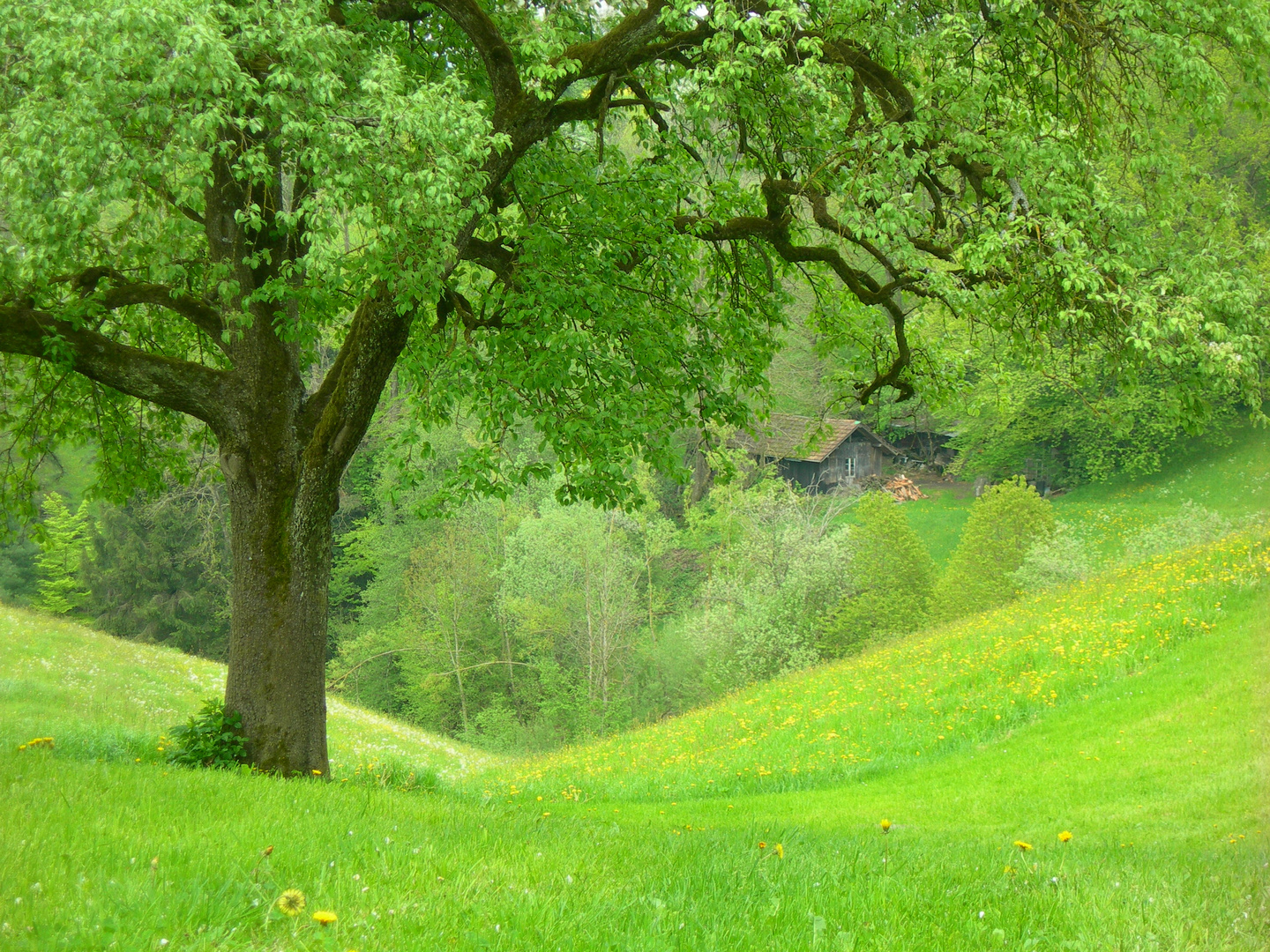 Grünes Paradies Foto &amp; Bild | landschaft, kulturlandschaften, natur ...