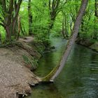 grünes Paradies