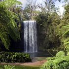 Grünes Paradies (Milla Milla Falls, Atherton Tablelands, Queensland, Australien)