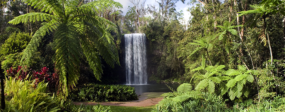 Grünes Paradies (Milla Milla Falls, Atherton Tablelands, Queensland, Australien)