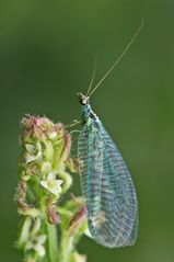 Grünes Perlenauge (Chrsyopa perla)