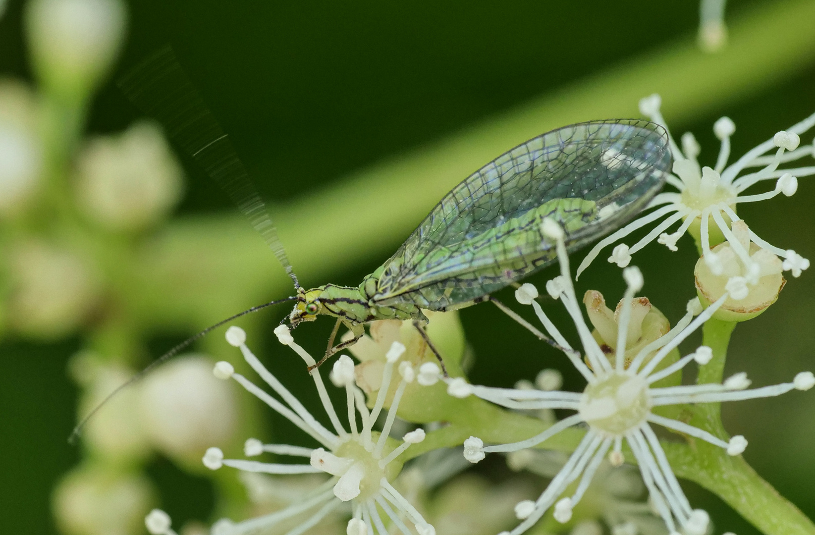 Grünes Perlenauge - Chrysopa perla