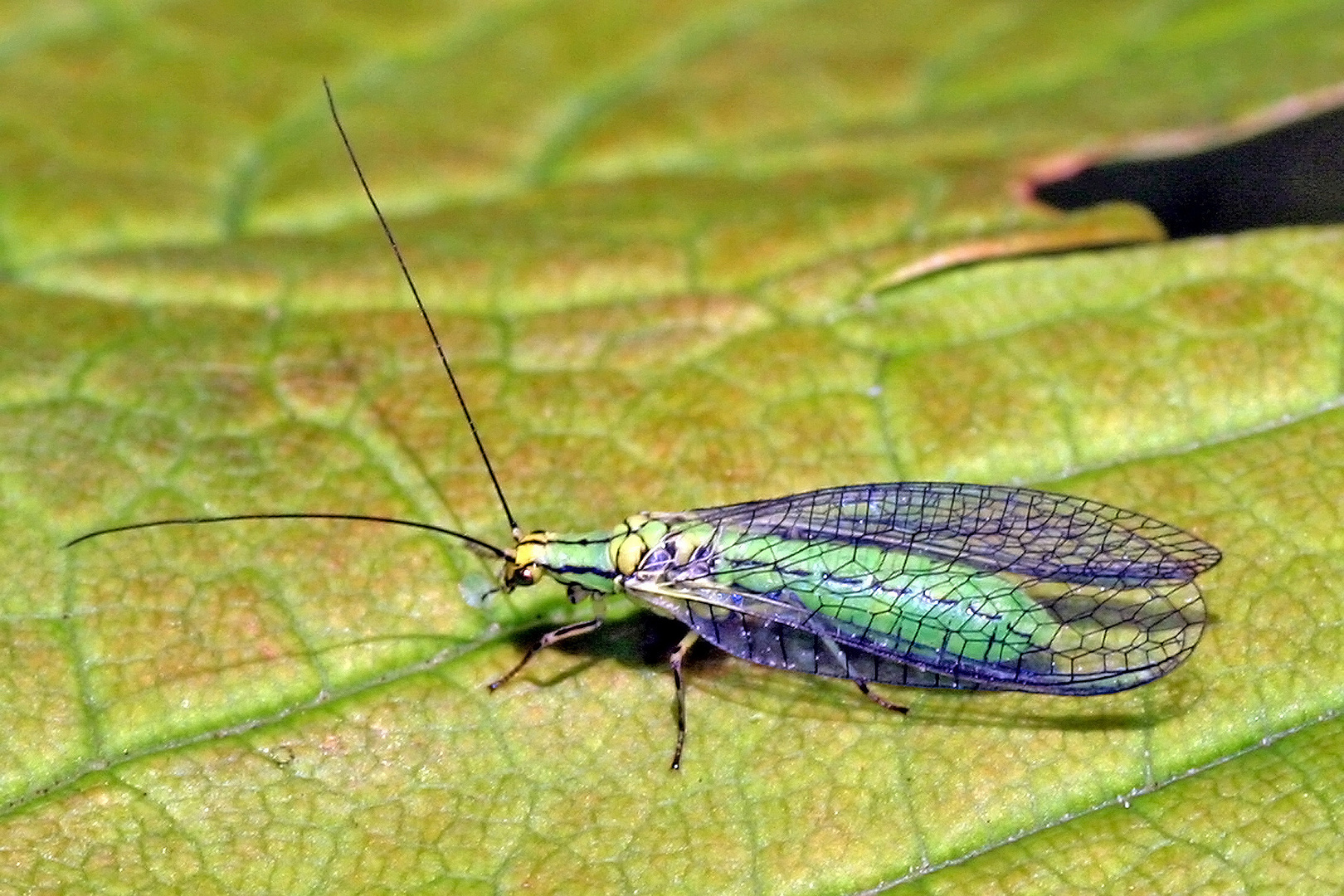 Grünes Perlenauge (Chrysopa perla) ......