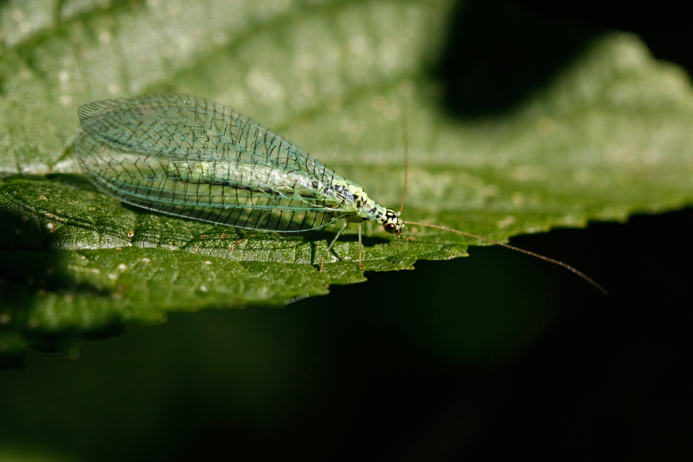 Grünes Perlenauge (Chrysopa perla)