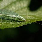 Grünes Perlenauge (Chrysopa perla)