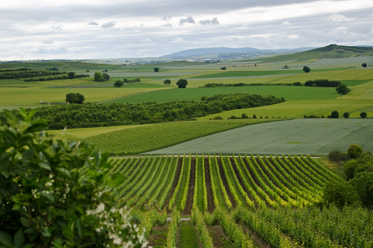 grünes Rheinhessen