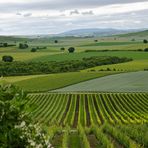 grünes Rheinhessen