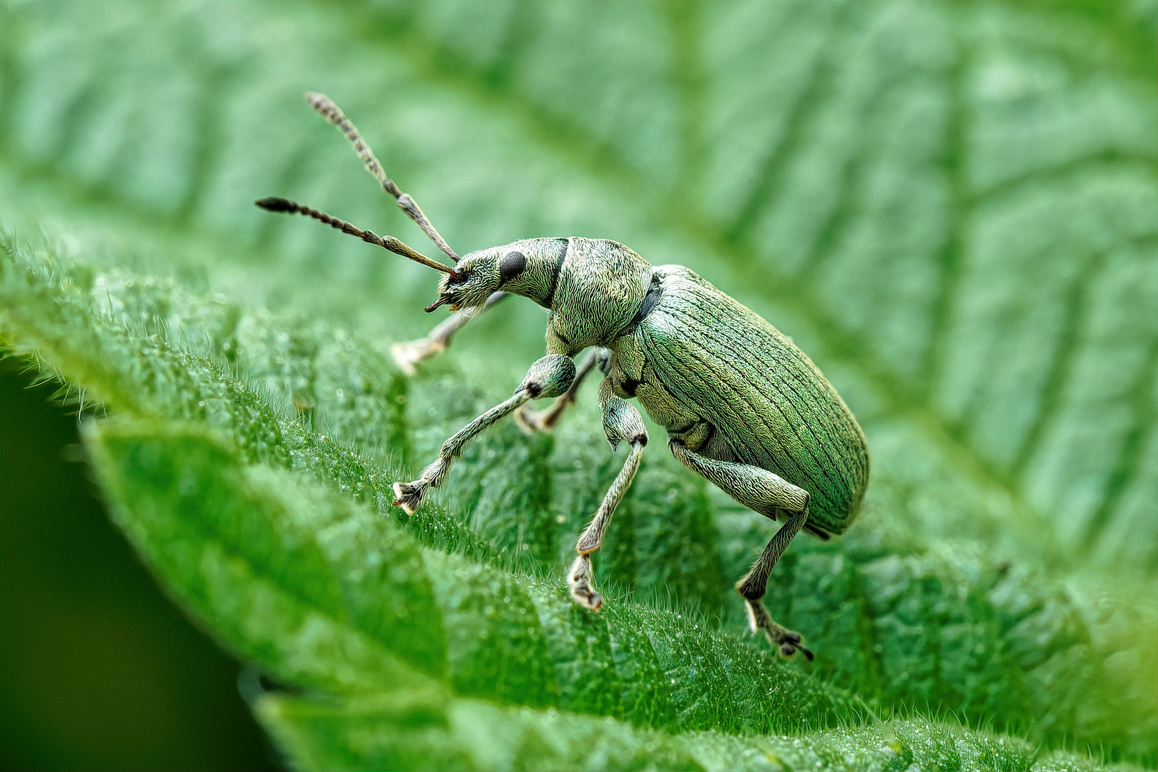 Grünes Rüsseltierchen