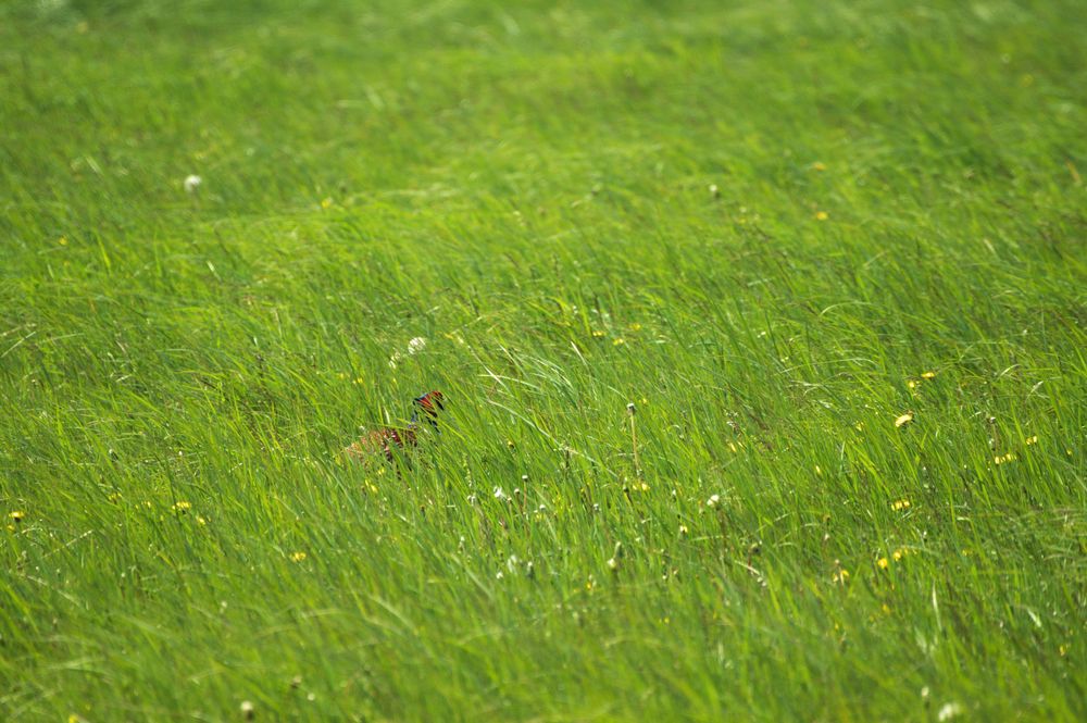 Grünes Versteck