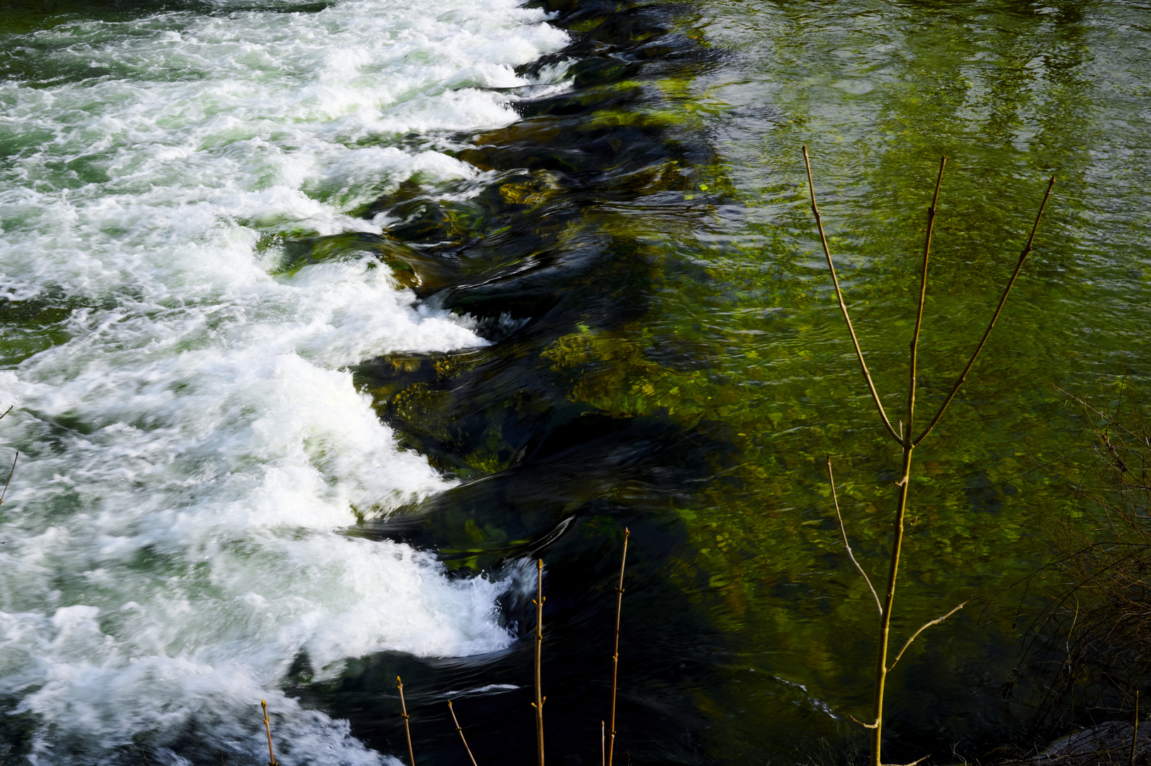 Grünes Wasser