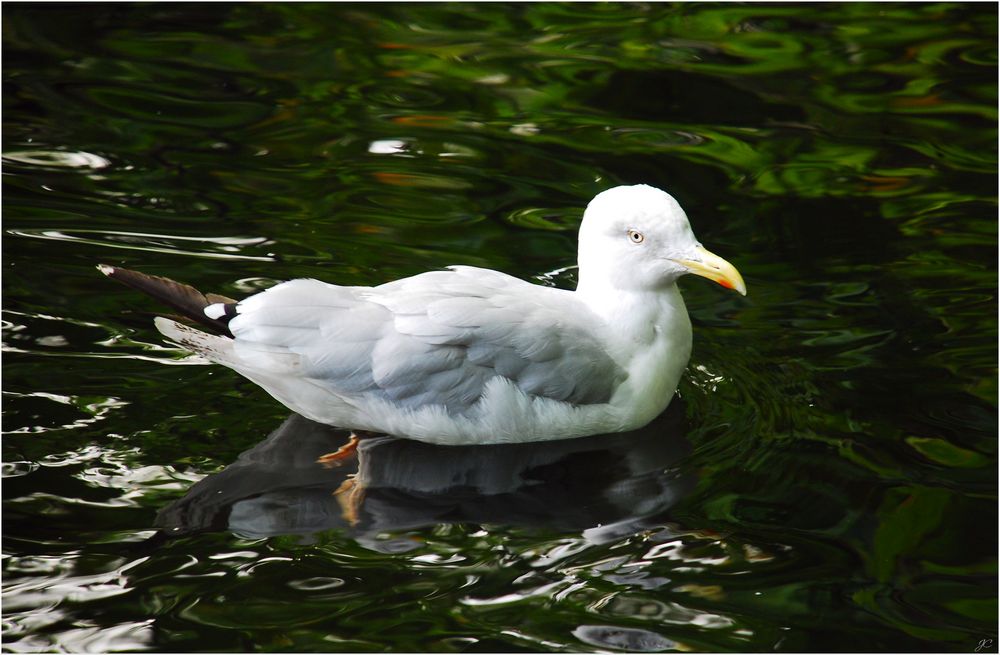 Grünes Wasser