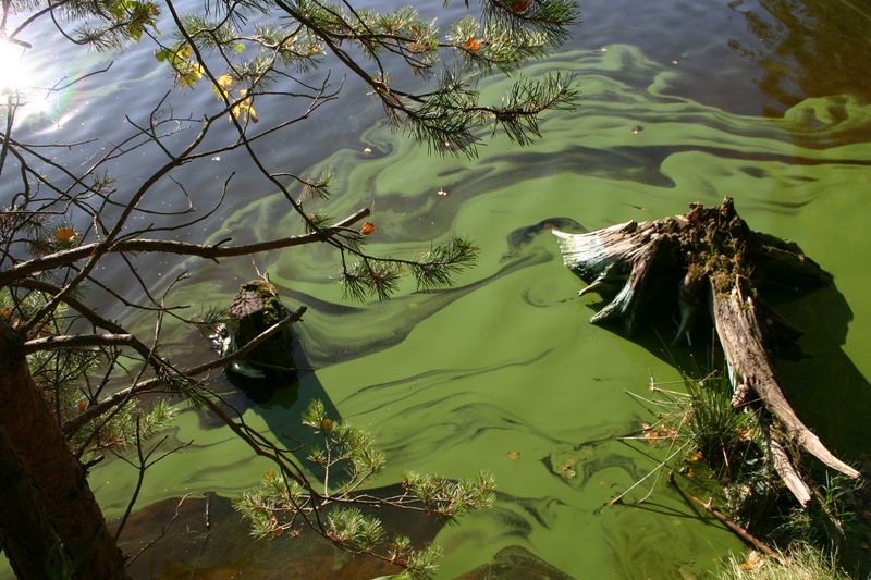 Grünes Wasser