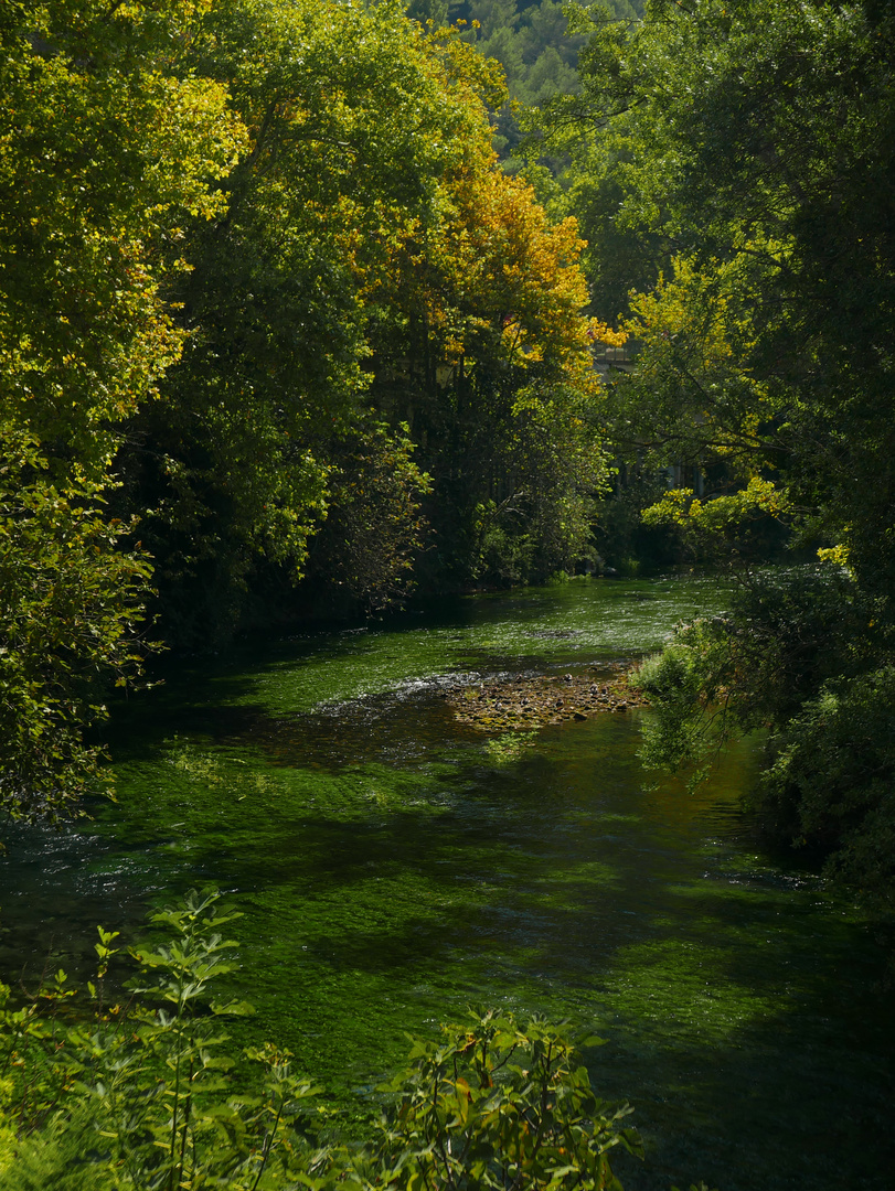 Grünes Wasser