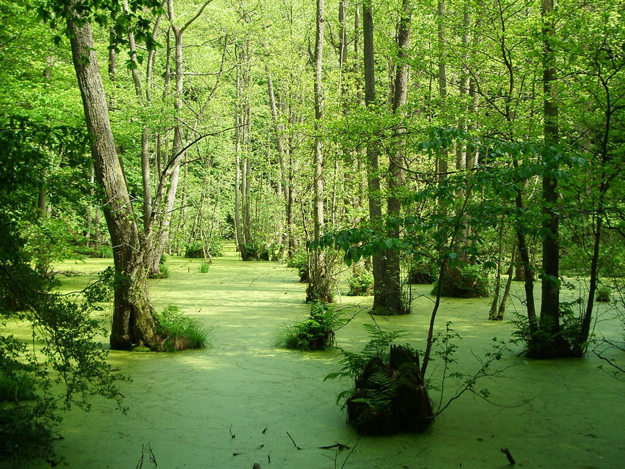 grünes Wasser