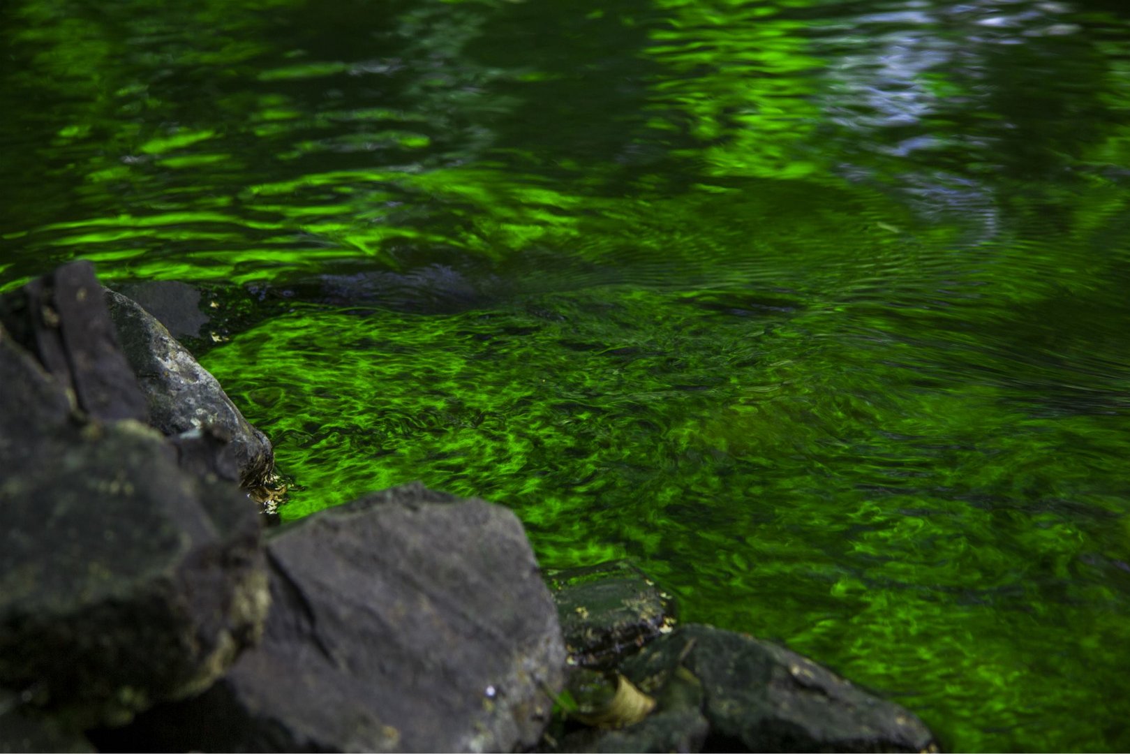 grünes Wasser