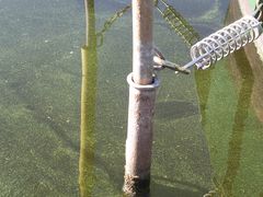 grünes Wasser in Werder