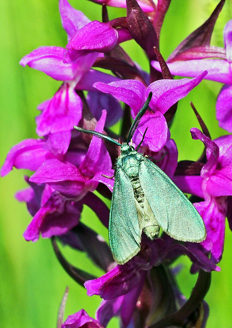 grünes Widderchen