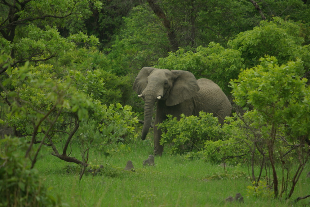 Grünes Zambia