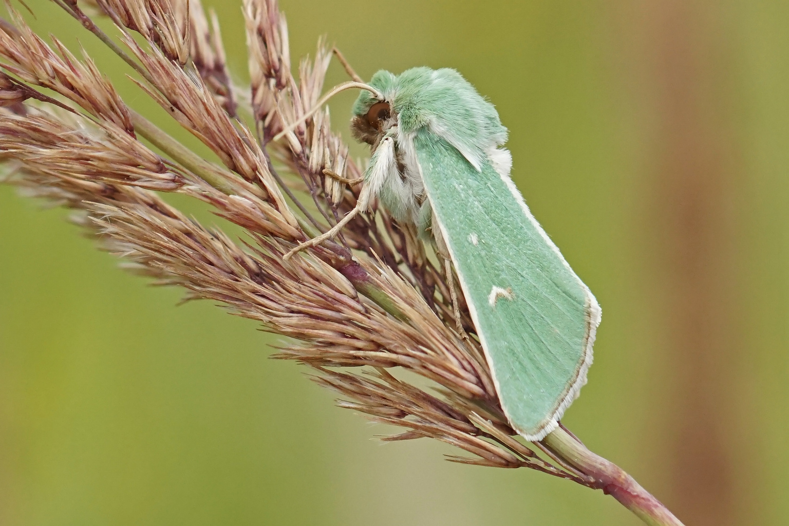 Grüneule (Calamia tridens)