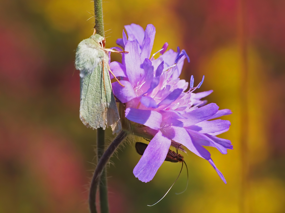 Grüneule,  (Calamia tridens)