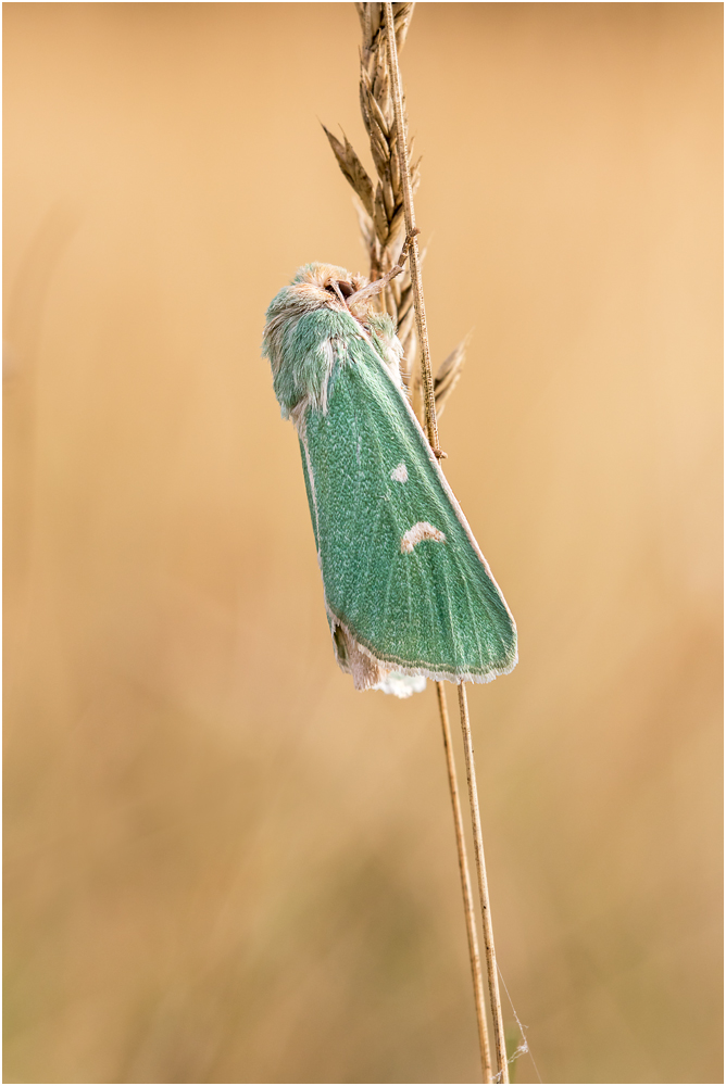 Grüneule (Calamia tridens) I/15