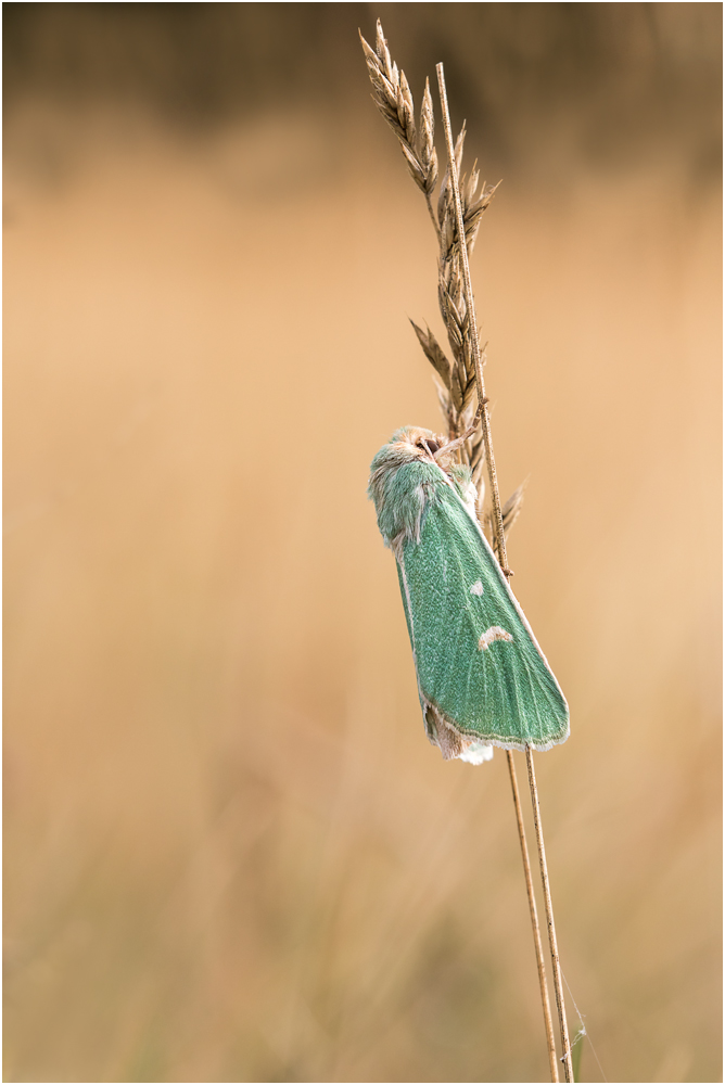 Grüneule (Calamia tridens) II/15